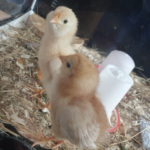 Comment font les poules de basse cour familiale sans apport spécifique de méthionine selon les saisons ?
