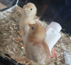 Comment font les poules de basse cour familiale sans apport spécifique de méthionine selon les saisons ?