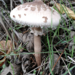 Comment les champignons transforment votre sol: Un guide fascinant pour les passionnés de permaculture