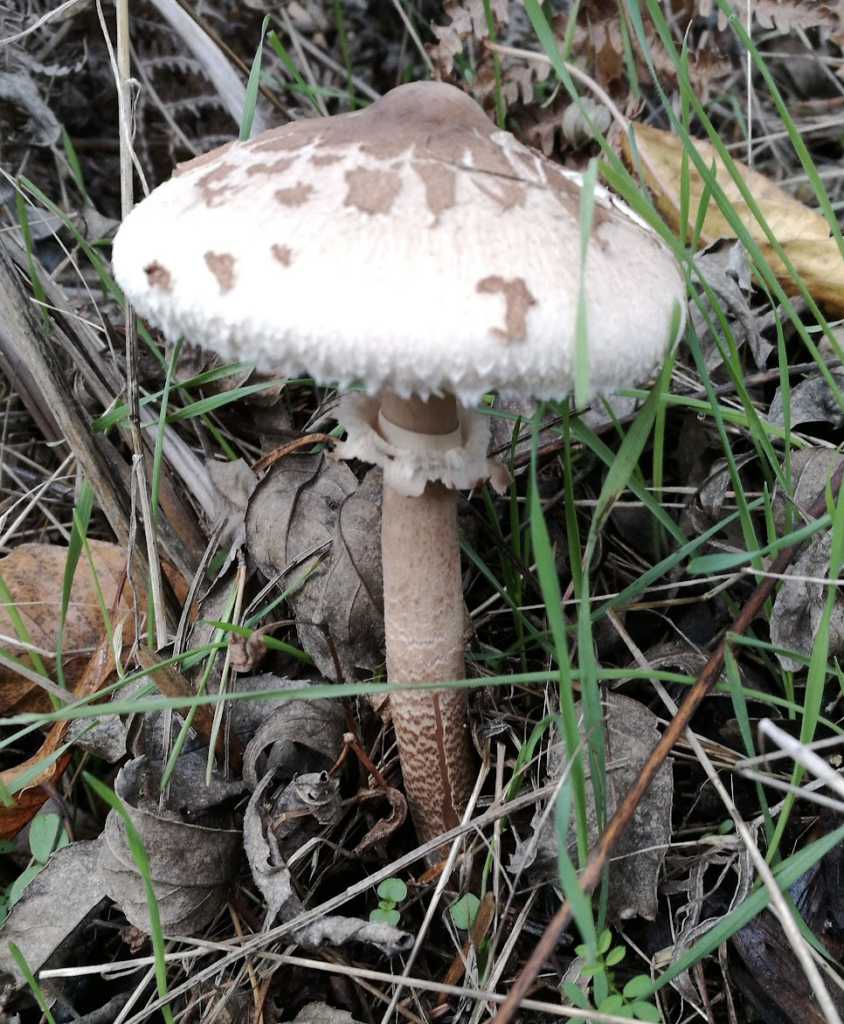 comment-les-champignons-transforment-votre-sol-un-