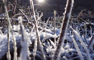 Comment organiser son jardin face aux episodes de gel hivernal ?
