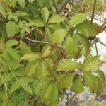 Comment tailler les fruitiers pour qu’ils prennent moins de place en largeur ?