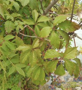 Comment tailler les fruitiers pour qu’ils prennent moins de place en largeur ?