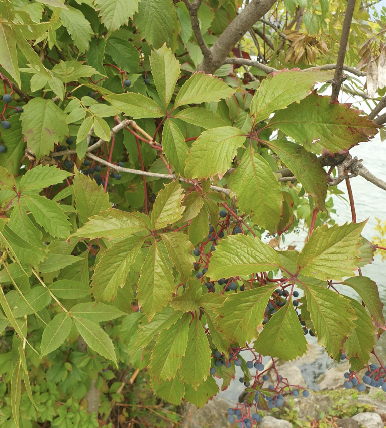 comment-tailler-les-fruitiers-pour-qu-8217-ils-pre