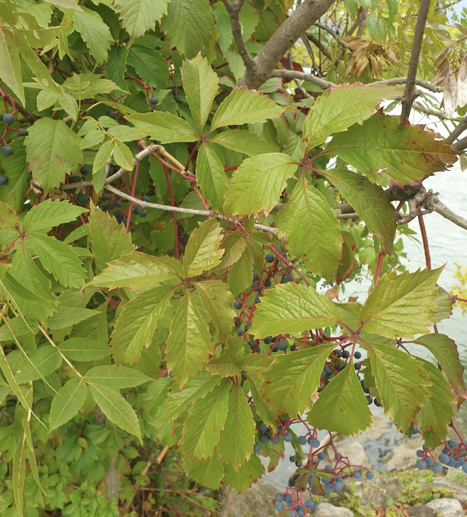 comment-tailler-les-fruitiers-pour-qu-8217-ils-pre