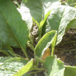 Consoude et arbres fruitiers