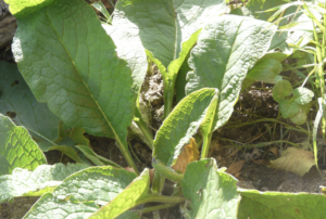 Consoude et arbres fruitiers