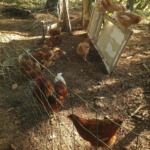 Dans quelle mesure faut-il lacher les poules dans son potager ?