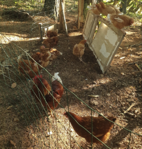 Dans quelle mesure faut-il lacher les poules dans son potager ?