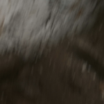 Débroussaillage et hydrologie régénérative : faut-il laisser ronces et chèvrefeuille autour des sureaux ?