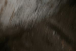 Débroussaillage et hydrologie régénérative : faut-il laisser ronces et chèvrefeuille autour des sureaux ?