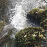 Décryptage: L’impact du changement climatique sur la gestion de l’eau au potager