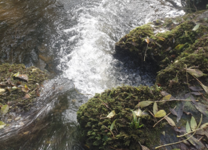 Décryptage: L’impact du changement climatique sur la gestion de l’eau au potager