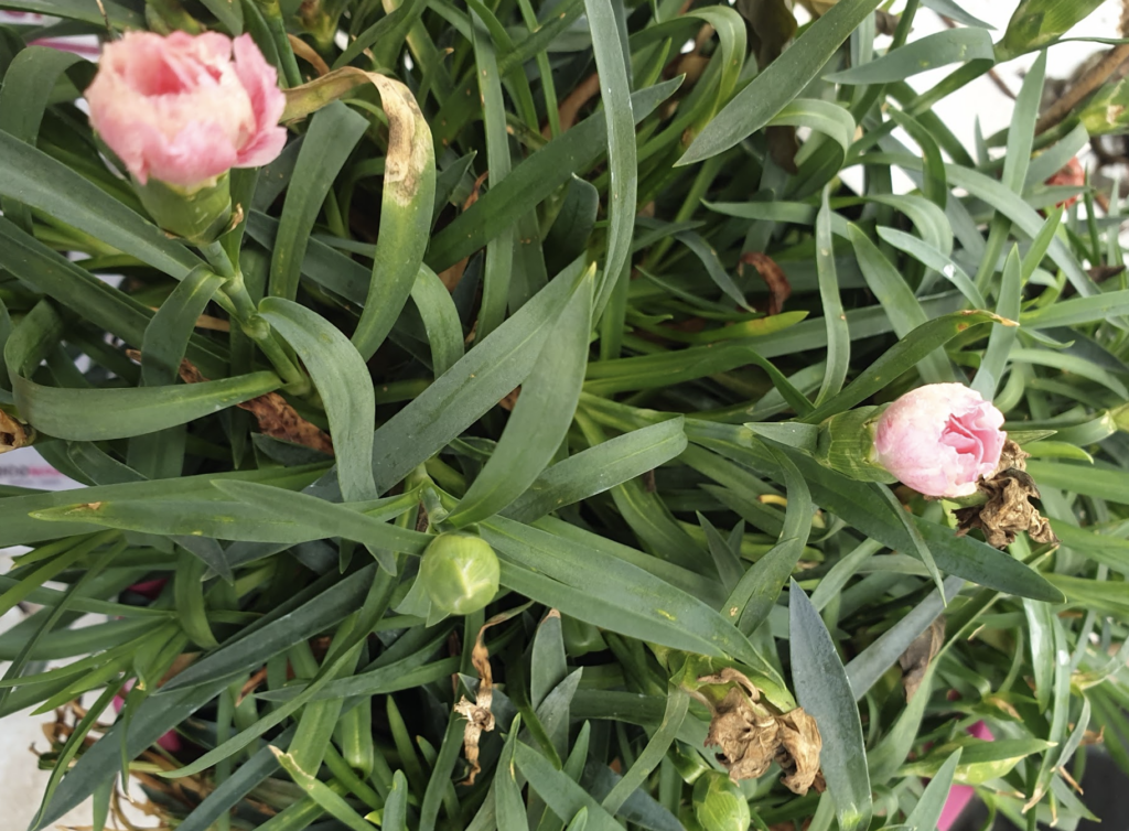 dianthus-caryophyllus-oeillet-des-fleuristes