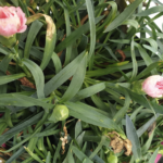 Dianthus caryophyllus, Oeillet des fleuristes