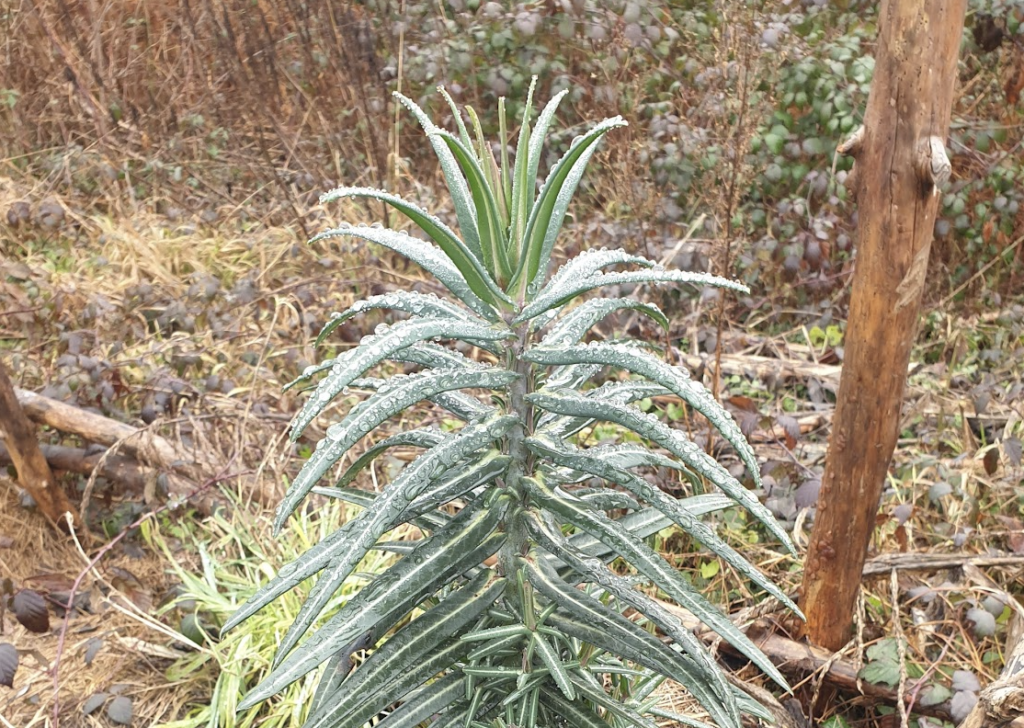 euphorbe-epurge-euphorbia-lathyris
