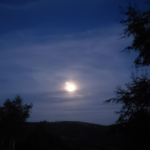 Explorer la biodiversité nocturne: Un guide pour suivre la faune après le coucher du soleil