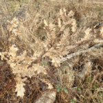 Faut-il nettoyer le jardin-forêt en fin d’hiver en fauchant les herbes sèches ?