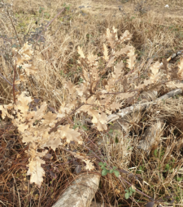 Faut-il nettoyer le jardin-forêt en fin d’hiver en fauchant les herbes sèches ?