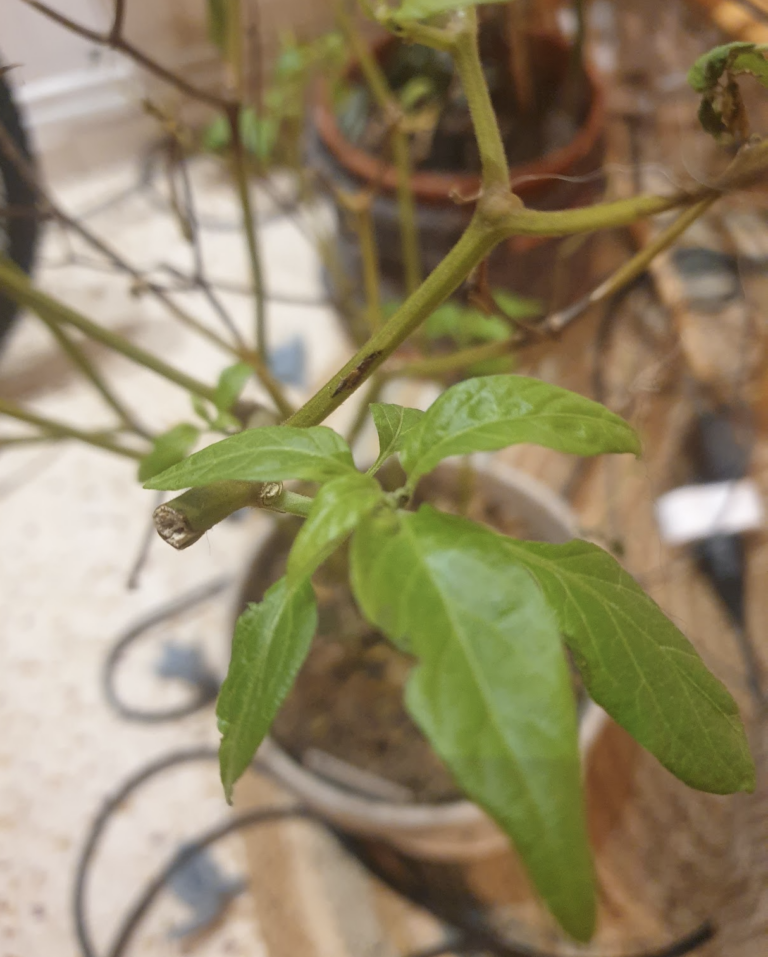 faut-il-tailler-un-plant-de-piment-a-l-8217-interi