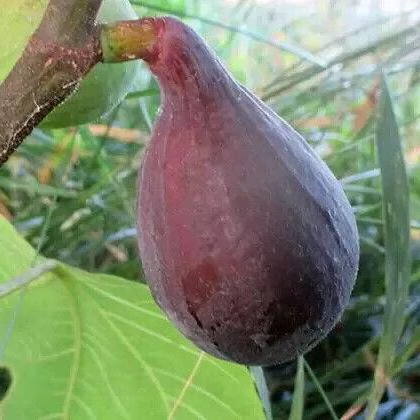 figuier-longue-d-aout