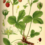 Fraisier des bois et exposition