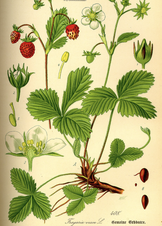 fraisier-des-bois-et-exposition