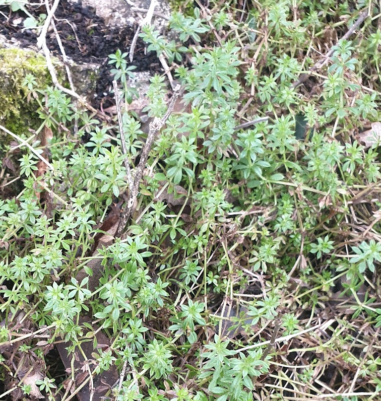 galium-murale