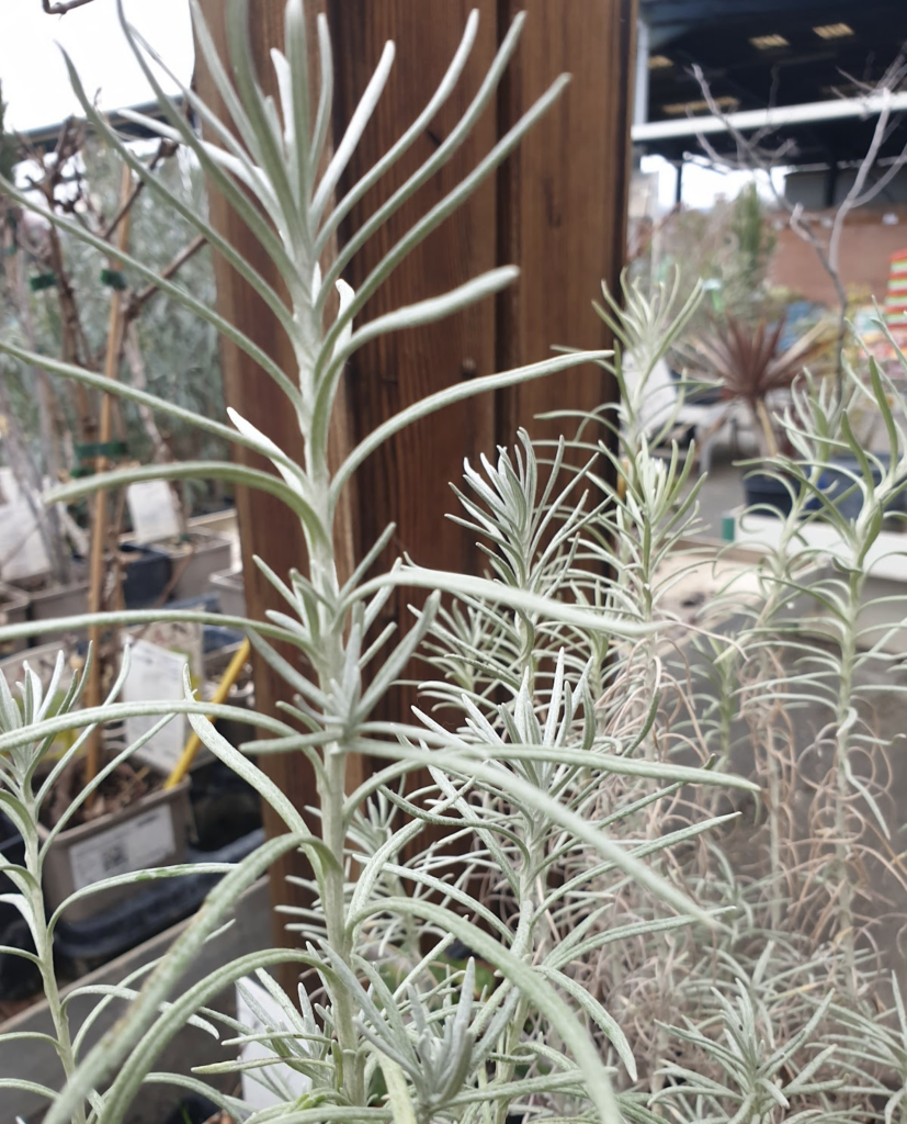 helichrysum-italicum