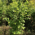 Jardin-forêt : Comment cultiver au pied des arbres ?