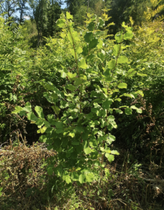 Jardin-forêt : Comment cultiver au pied des arbres ?