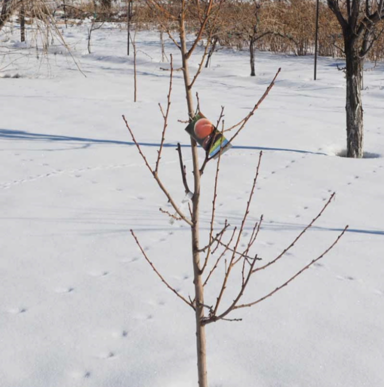 le-jeune-arbre-fruitier-et-le-vent-froid-d-8217-hi