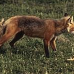 Le renard et le rat taupier