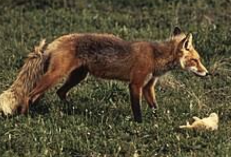 le-renard-et-le-rat-taupier