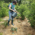 Les 7 erreurs fatales qui sabotent votre potager sans que vous le sachiez