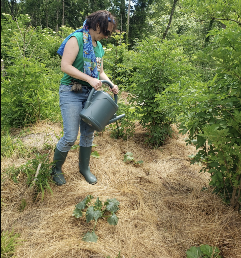 les-7-erreurs-fatales-qui-sabotent-votre-potager-s