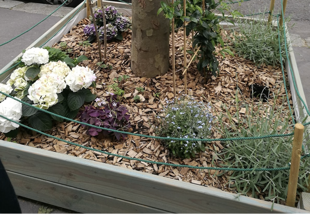 les-plantes-odorantes-des-alliees-au-potager