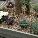 Les plantes odorantes: Des alliées au potager