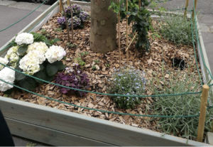 Les plantes odorantes: Des alliées au potager