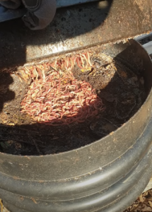 Lombricomposteur l’hiver : comment le protéger du froid ?