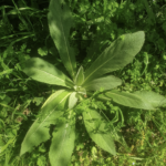 Molene rugueuse, Verbascum phlomoides L.