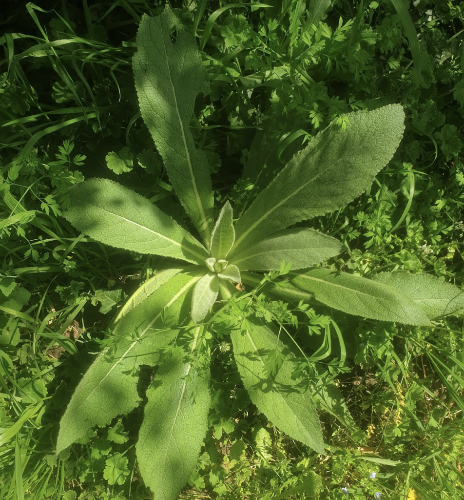 molene-rugueuse-verbascum-phlomoides-l