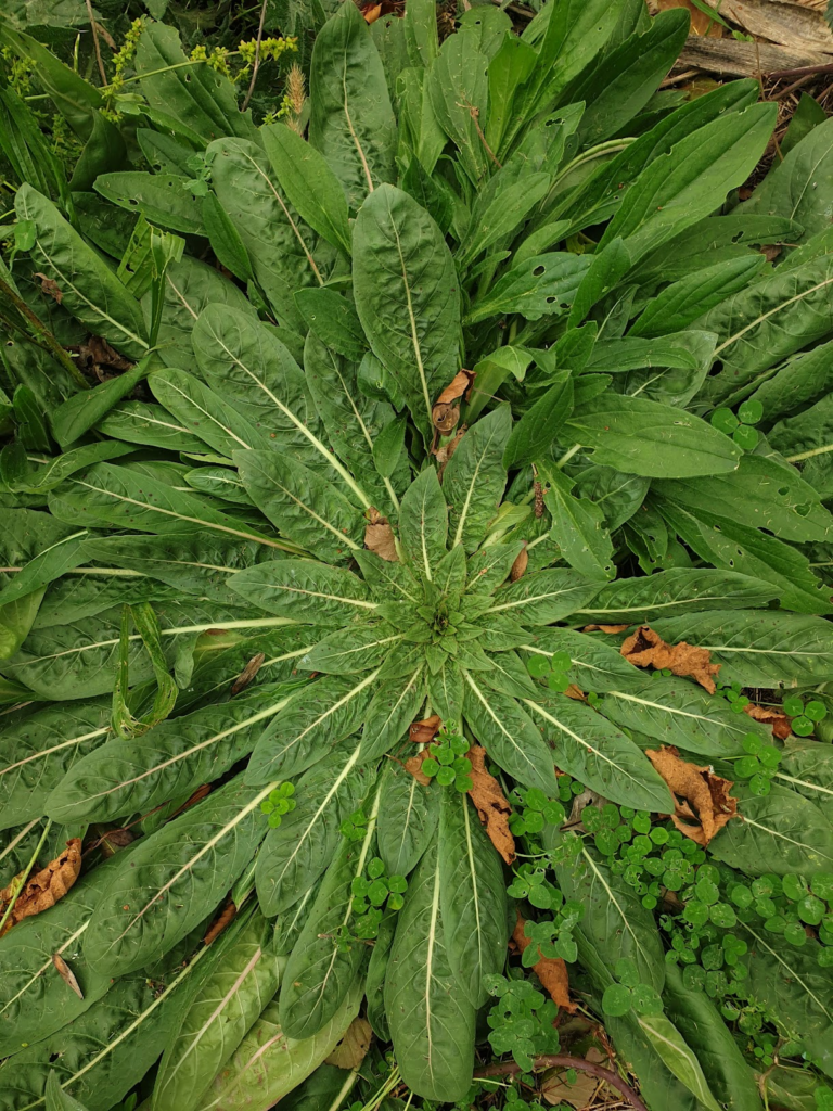 onagre-herbe-aux-anes