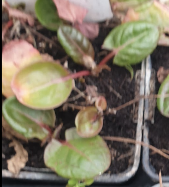 oseille-vierge-rumex-arifolius-oseille-des-montagn