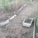 Où placer le potager annuel dans un jardin-forêt ?