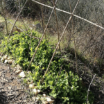 Peut-on faire toujours pousser les haricots au même endroit ?