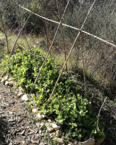 Peut-on faire toujours pousser les haricots au même endroit ?