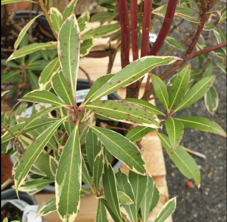 pieris-du-japon-andromede-du-japon