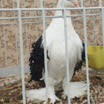 Pigeons domestiques et prédateurs