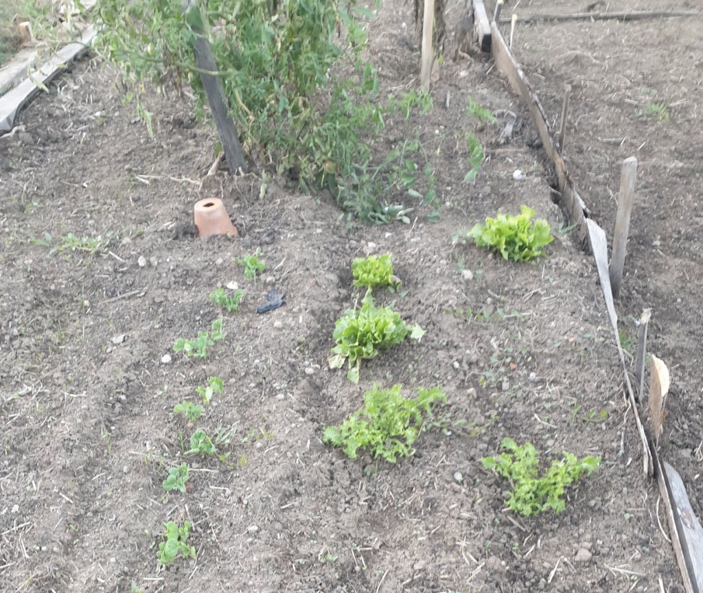 plan-potager-efficace-cultiver-quand-on-a-peu-de-t